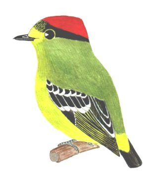 Painting of Calyptura cristata, a small crested bird