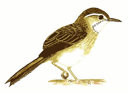A sepia illustration of a single perched bird, from the program's start-up screen